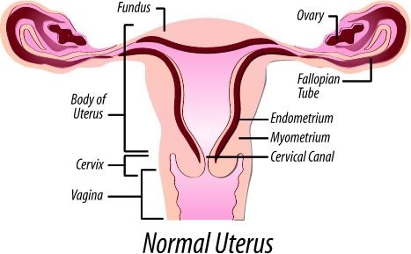 <p>Uterus</p><p>-held in place by ligaments</p><p>-consists of fundus, body, and cervix</p><p>Cervix</p><p>-opening between the vagina and uterus</p><p>uterine walls:</p><p>Perimetrium</p><p>-visceral peritoneum</p><p>Myometrium</p><p>-smooth muscle</p><p>Endometrium</p><p>-mucous membrane (inner lining) → replaced monthly during menstrual cycle </p>
