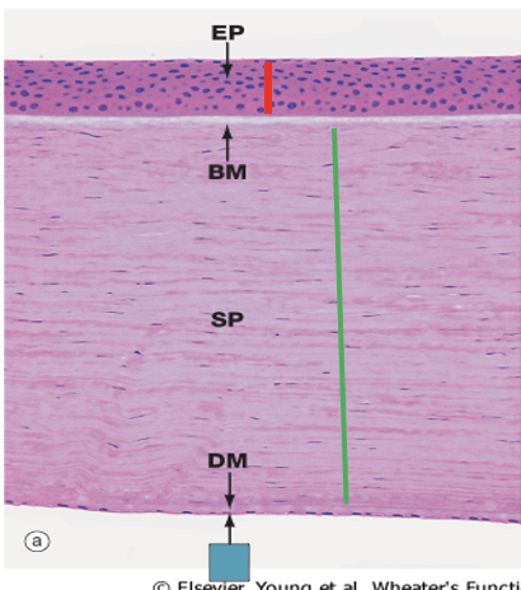 <p>Identify the layer of the cornea</p>