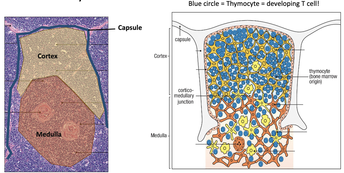 <ul><li><p><strong>Capsule</strong> (outer covering)</p></li><li><p><strong>Cortex</strong> (outer dense region – early development)</p><ul><li><p>Blue circles: Developing T cells = thymocytes.</p></li></ul></li><li><p><strong>Medulla</strong> (inner region – later stages)</p></li></ul><img src="https://knowt-user-attachments.s3.amazonaws.com/75605104-5203-4534-91ad-bc35d1713ff6.png" data-width="100%" data-align="center"><p></p>