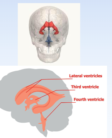 <p><span>Four interconnected channels filled</span><br><span>with cerebrospinal fluid (CSF) to protect the brain, clear waste, and provide nutrients and ions</span><br><span>used in neural transmission.</span><br><span>• Ventricles I and II: lateral ventricles</span><br><span>• Ventricle III: surrounds the thalamus</span><br><span>• Ventricle IV: between the cerebellum and</span><br><span>brainstem</span></p>