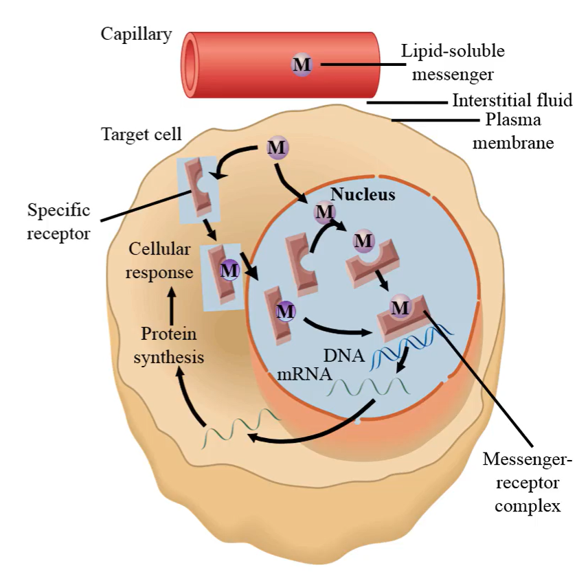 <p>transcription factors</p>