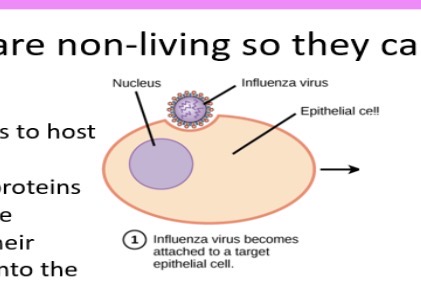 <p>1.proteins. 2.cell. 3.instructions.    4. Virus particles</p>