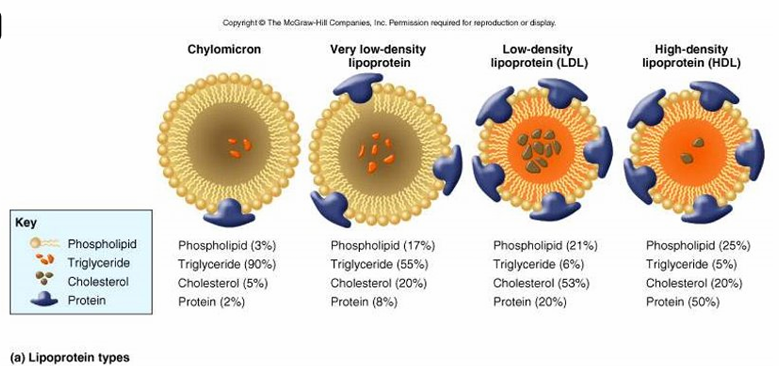 <p>more protein=higher density</p><ol><li><p>Chylomicrons</p></li><li><p>Very low-density (VLDLs)</p></li><li><p>Low-density (LDLs)</p></li><li><p>High-density (HDLs)</p></li></ol><p></p>