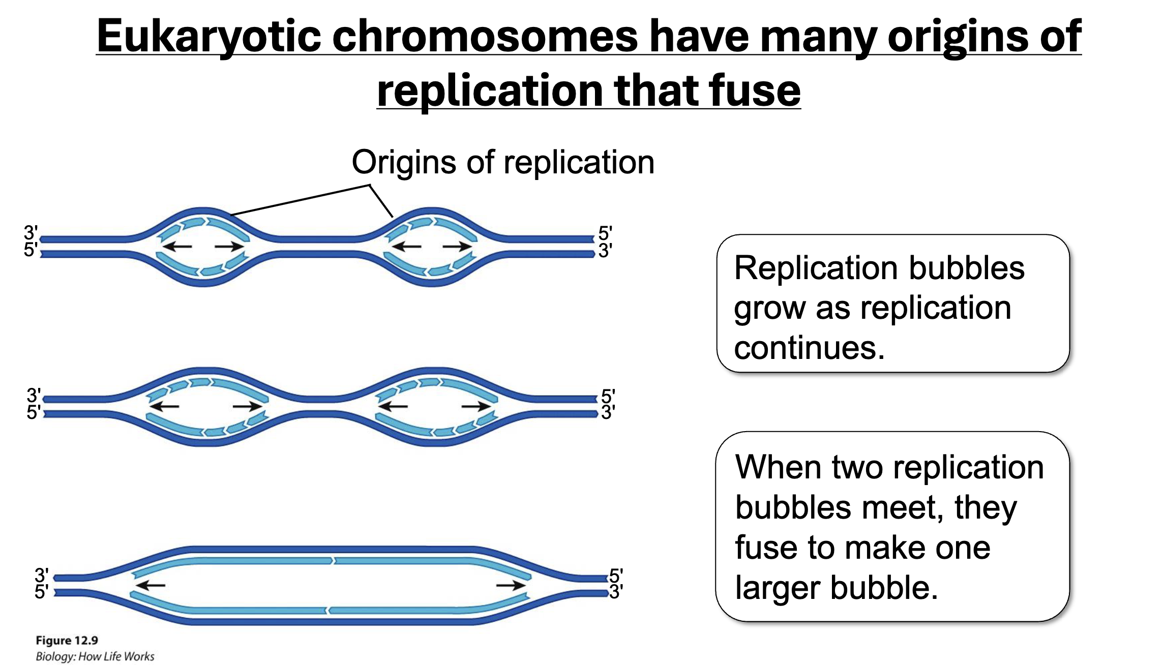 <p>Origins of Replication</p>