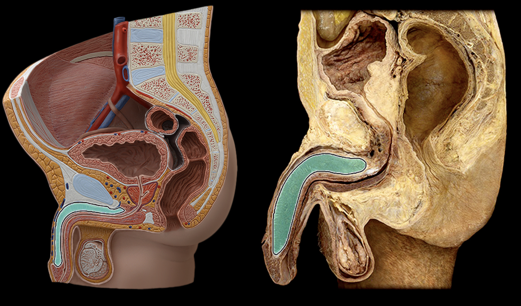 <p>What structure is shown?</p>