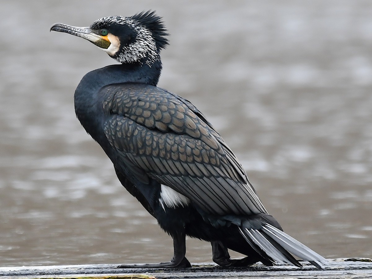 <p>Great Cormorant</p>