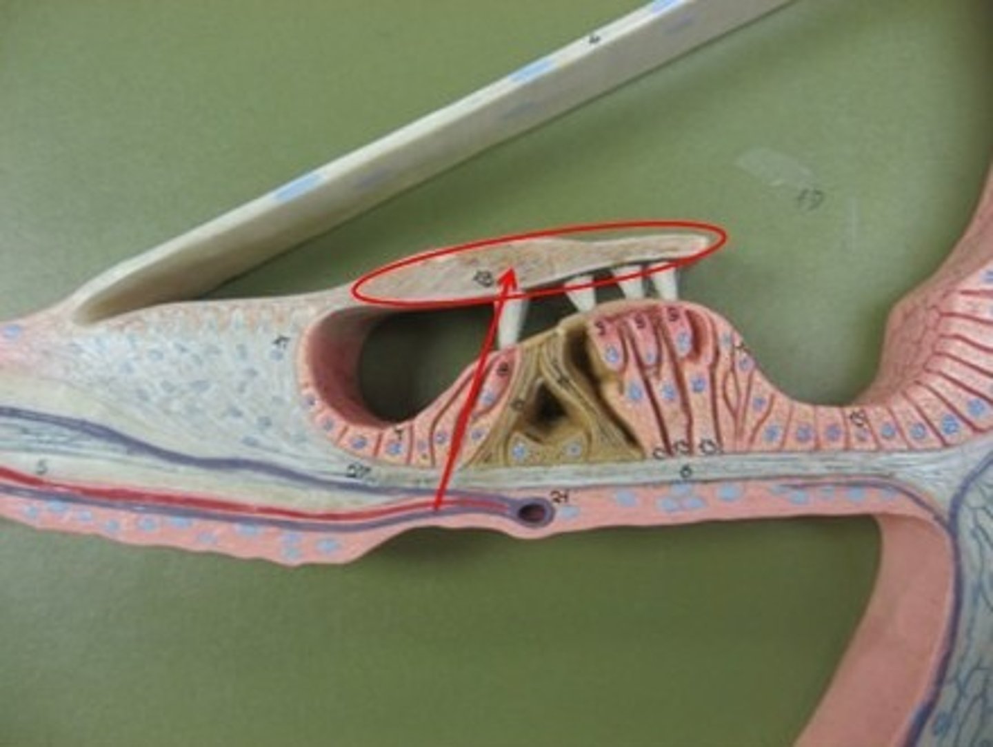 <p>gel-like, extracellular matrix in the cochlea of the inner ear that plays a crucial role in hearing; stimulates the hair cells in the organ of Corti by bending their stereocilia</p>