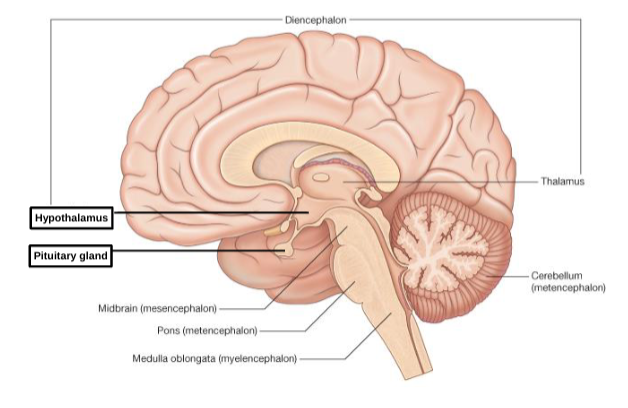 <p>pituitary gland </p>