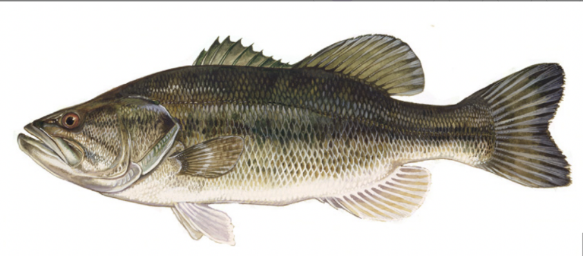 <p>Large Mouth Bass <strong>Order</strong></p>