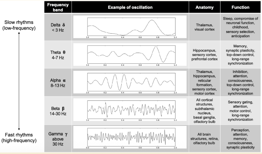 <ul><li><p>alpha rhythm is very dominant in the brain </p></li><li><p>< 3 rhythm</p><ul><li><p>per second under 3 rhythm fluctuations </p></li></ul></li></ul><p></p>