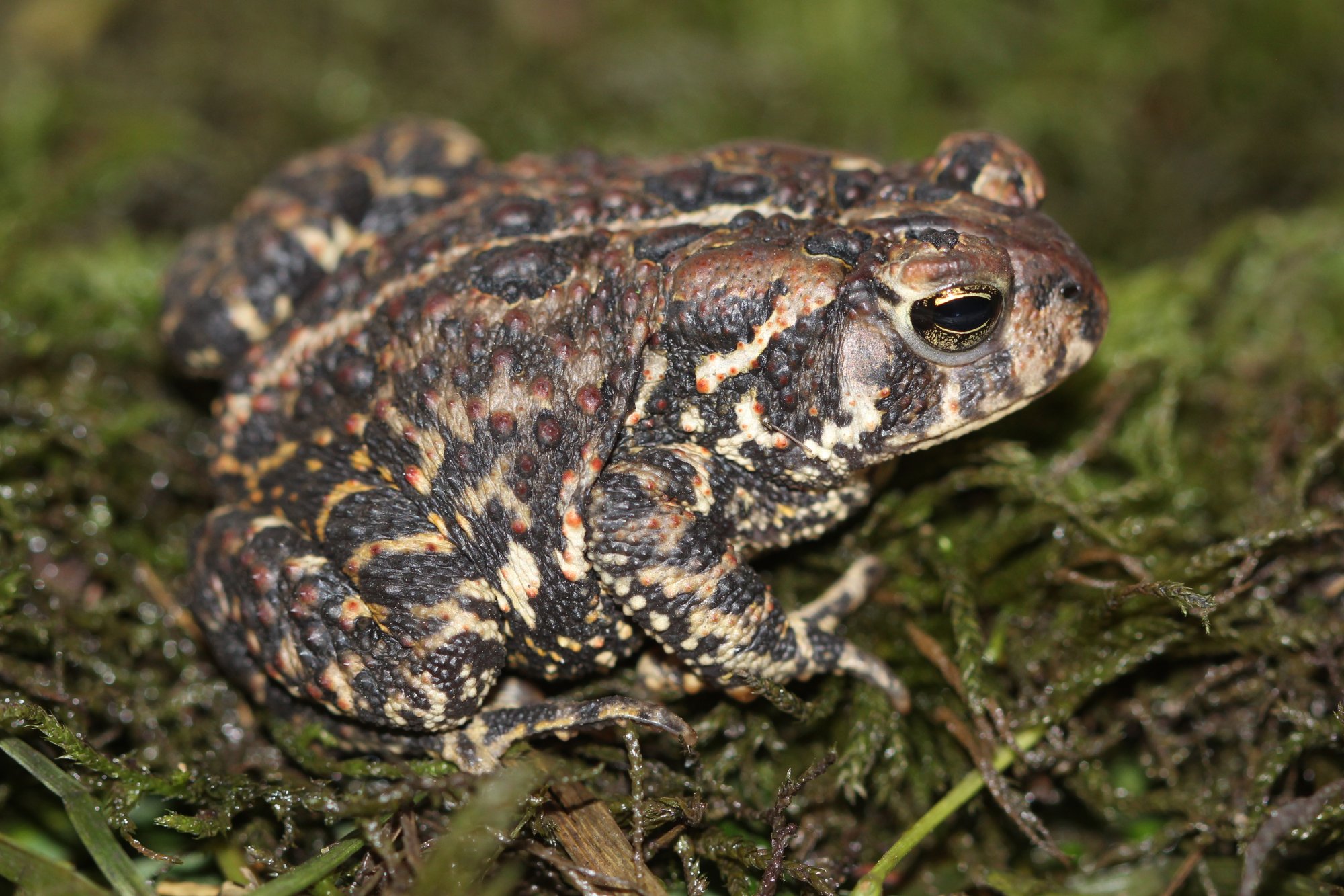 Bufonidae - Anaxyrus americanus