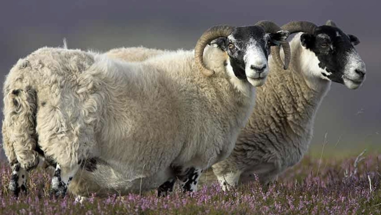 <p>What breed of sheep is this?</p>