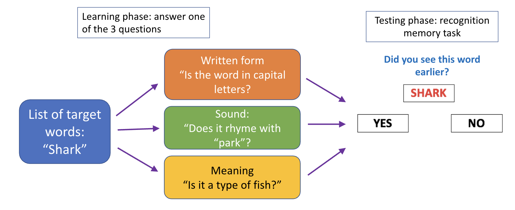 <p>Craik & Tulving (1975): word learning and level of processing</p>
