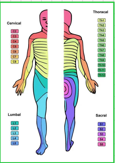 <p>Dermatome </p>