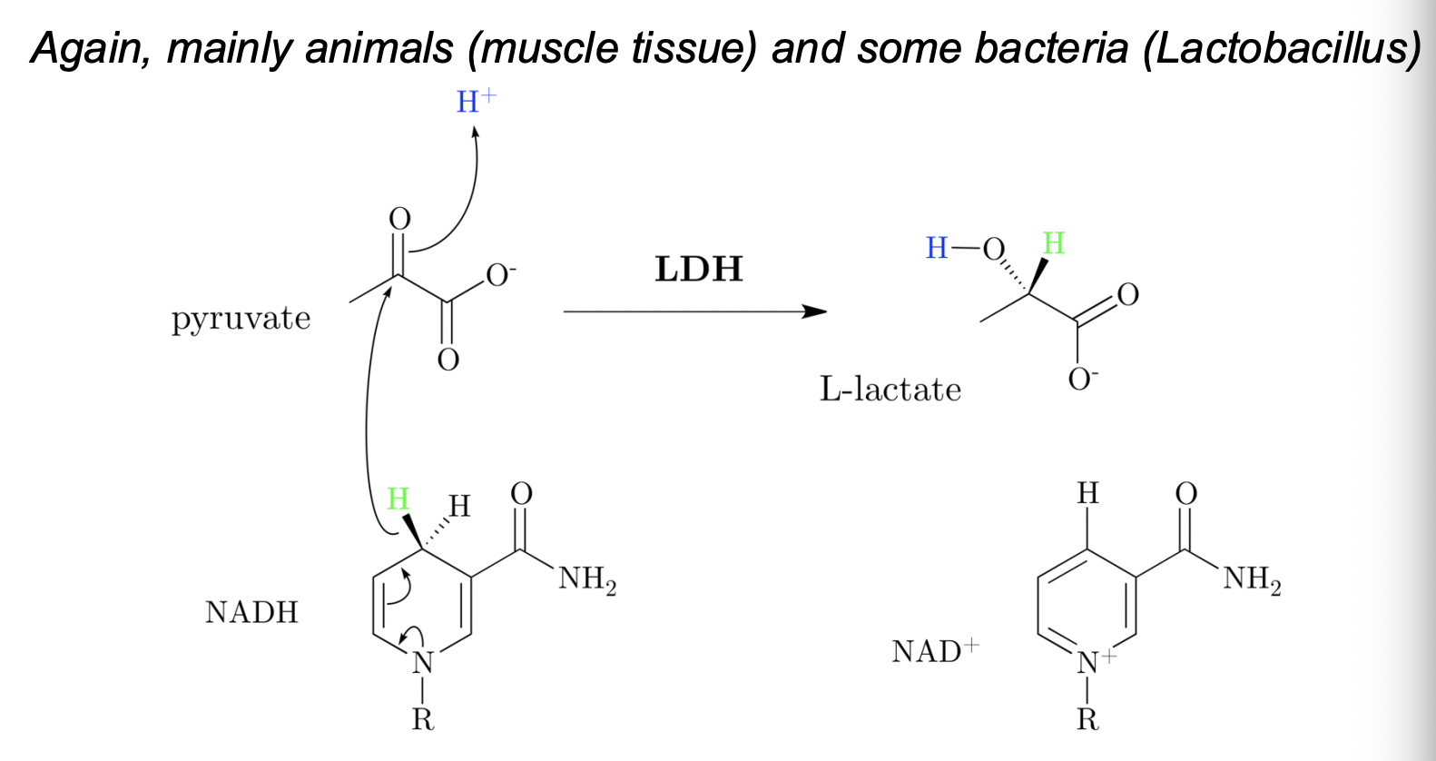 <p>Lactic acid fermentation </p>