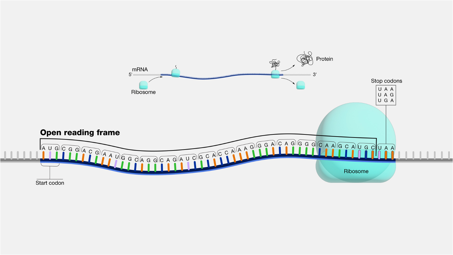 <p>nonoverlapping, three nucleotide letters on mRNA that translate to amino acids</p><p>start codon- AUG</p><p>64 codons- 61 for amino acid coding</p><p>3 stop codons UAA UAG UGA</p><ul><li><p>redundant but not ambiguous. Multiple codons can code one amino acid, but each codon only codes for one amino acid.</p></li></ul><p><mark data-color="green" style="background-color: green; color: inherit">reading frames</mark>- correct groupings of codons</p><p><mark data-color="green" style="background-color: green; color: inherit">open reading frame</mark>- regular transcription mRNA with start and stop codons</p>