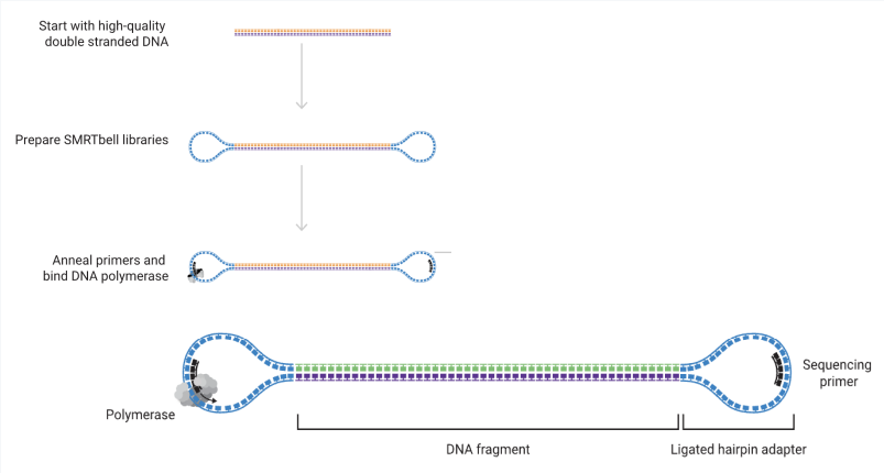 <ul><li><p>relies on sequencing a <strong>circular DNA molecule</strong></p></li><li><p>adds circular adapter to ends of DNA sequence</p></li></ul><p>HiFi is more accurate than the nanopore method</p><p></p>