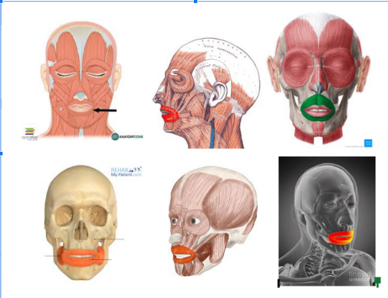 <p>Surrounds the mouth</p>