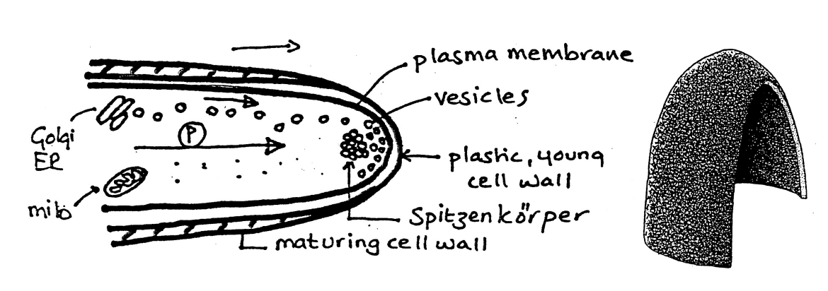 <ol start="3"><li><p>Vesicles fuse to the apical plasma membrane</p><ul><li><p>exocytosis</p></li><li><p>deliver the cargo to the area to</p><ul><li><p> where the nascent wall is thin and deformable</p></li></ul></li></ul></li></ol><p></p>