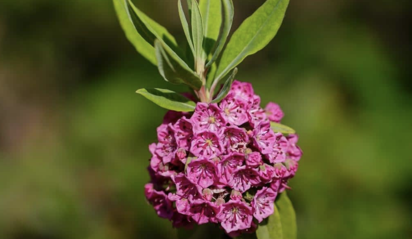 Flower 208