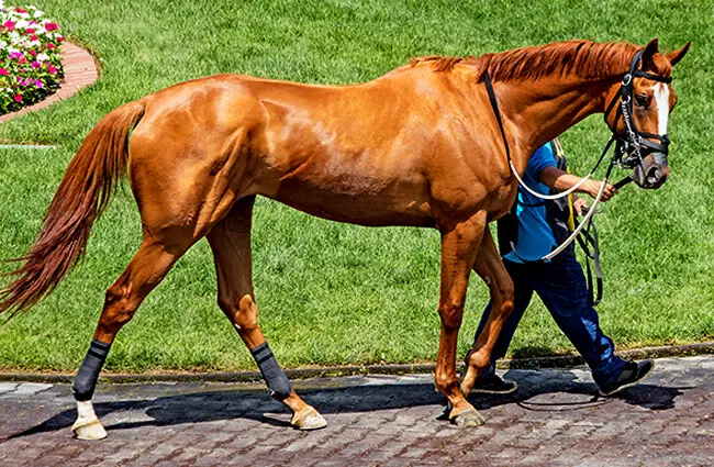 <p>revolutionized racing industry, kentucky derby, Man o Wars</p>