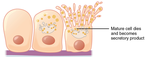 <p>holocrine secretion</p>