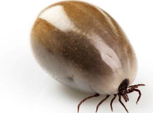 <p>What Parasite Is This?</p>