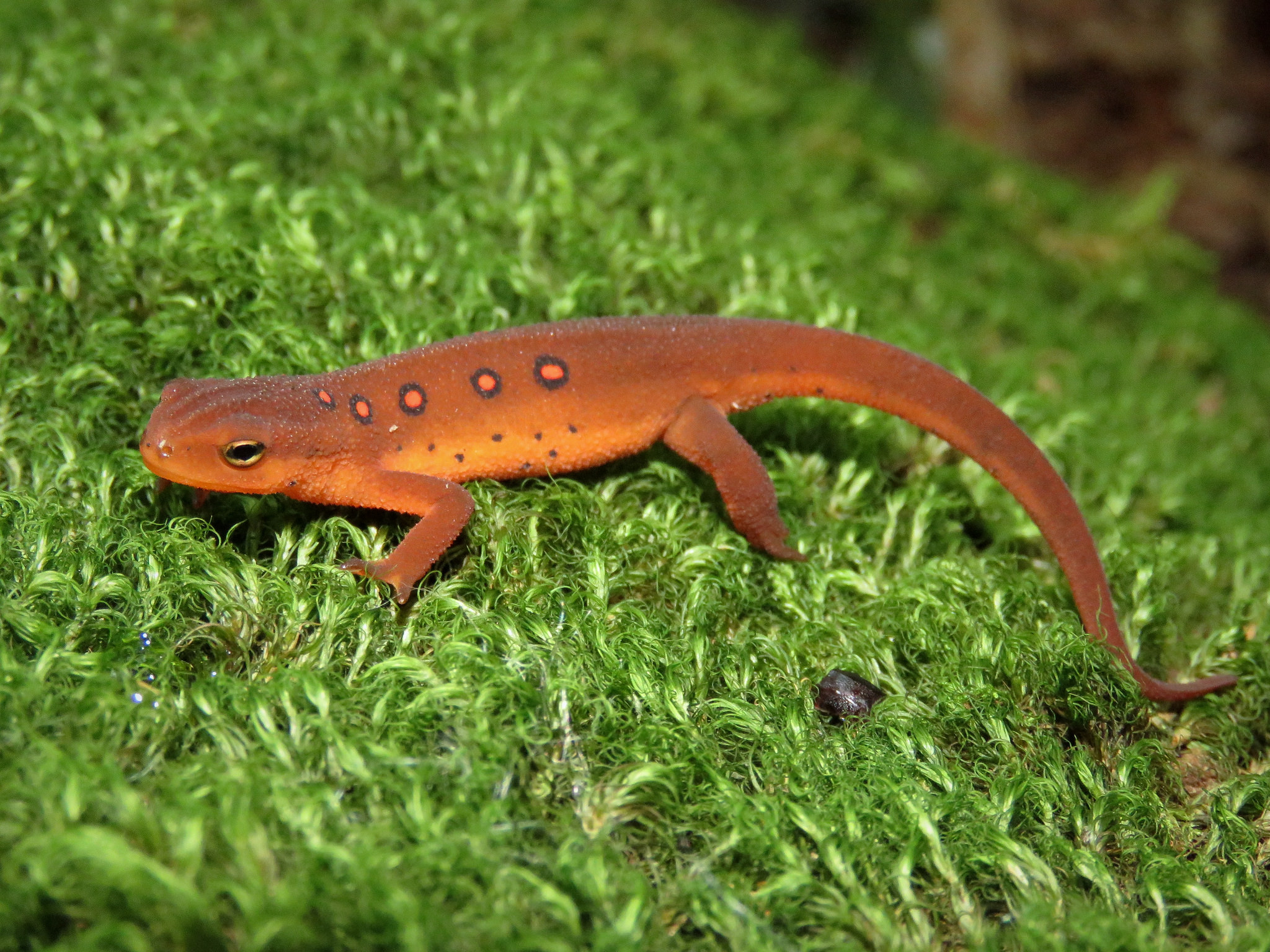 <p>eastern newt<br>- rough skin<br>- black rings w/ red in them <br>- peppering on side and bottom of body </p>