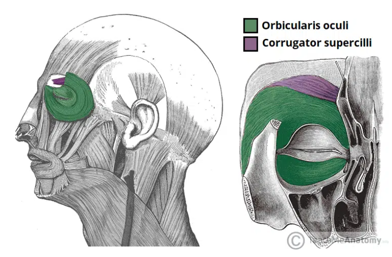 <p><span><span>Draws the eyebrows together, creating vertical wrinkles on the bridge of the nose (associated with frowning)</span></span></p><p><strong>Innervation</strong><span><span>: Temporal branches of the facial nerve</span></span></p>