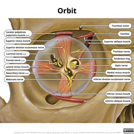 <p>anterior; Relating to the eye socket or orbit, which holds the eye.</p>