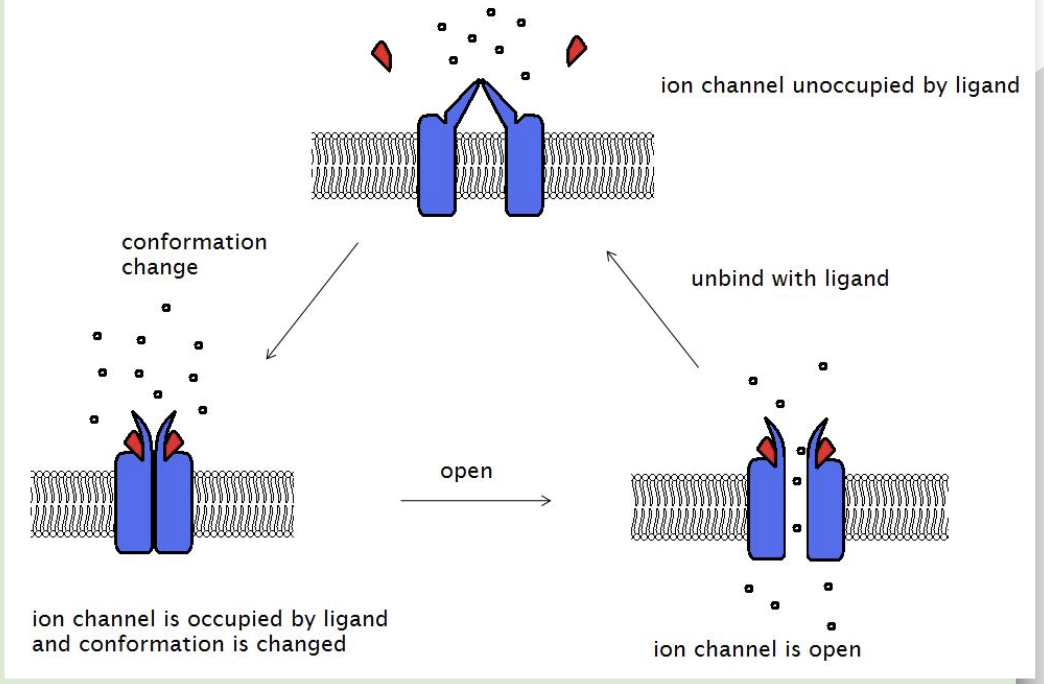 <p>which respond to a ligand attaching to the channel</p><p>Ex)</p><ul><li><p>aCH </p></li></ul><p>Acetylcholine is a ligand that <strong>attaches to a sodium ion channel.</strong></p><p>When acetylcholine is attached to the channel, the channel opens, allowing sodium ions to enter a neuron through the postsynaptic membrane.</p>
