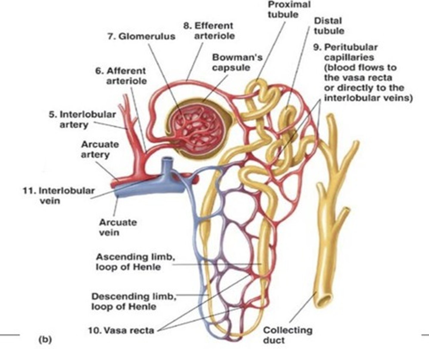 <p>Collects urea inside kidney and funnels it into the ureter.</p>