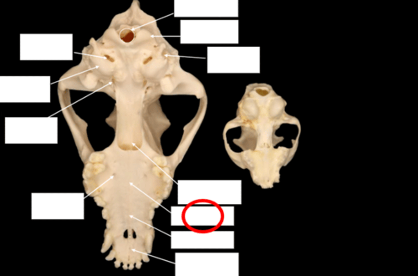 knowt flashcard image