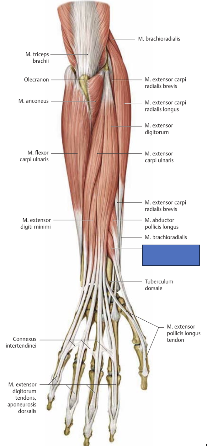 <p>m. extensor pollicis brevis → sirutab pöidla proksimaalset lüli</p>