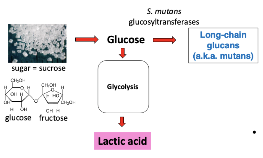 <p>S. mutans glucosyltransferases produce lactic acid but also produce long-chain glucans (aka mutans). These glucans are sticky and help form biofilms on tooth surface which causes plaque formation. </p>
