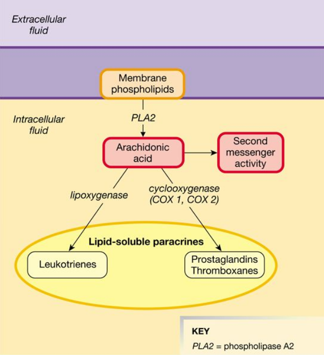 <p>lipid-derived <strong>paracrine signals </strong>that play important roles in many physiological processes</p><ul><li><p>Derived from arachidonic acid, a 20-carbond fatty acid</p></li><li><p>Act on their target cells using G protein-coupled receptors</p></li><li><p>The synthesis process for eicosanoids is a network called the <strong>arachidonic acid cascade</strong></p></li></ul><p></p>