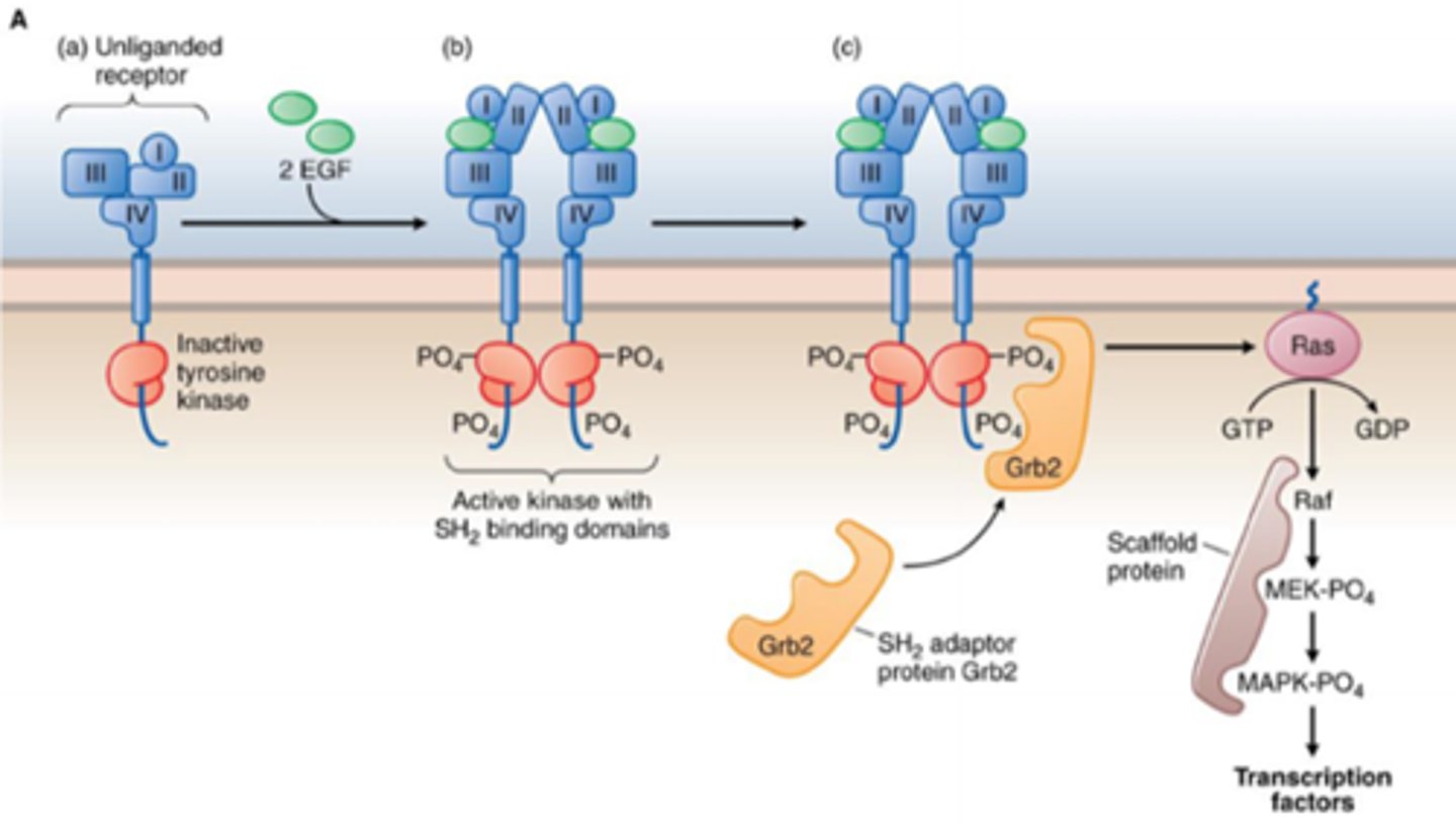 <p>___________________ receptor:</p><p>-Ligands bind to their receptors</p><p>-Receptors dimerize, activating the tyrosine kinase</p><p>-Grb2 binds to tyrosine kinase and activates Ras, which converts GTP to GDP</p><p>-Transcription factors adjust growth</p>