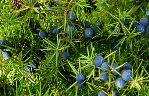 közönséges boróka