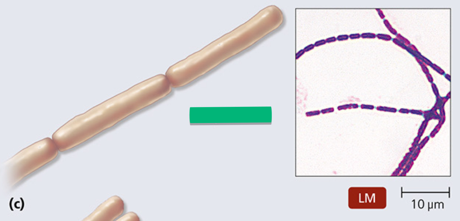 <p>What is the arrangement of this prokaryotic cell?</p>