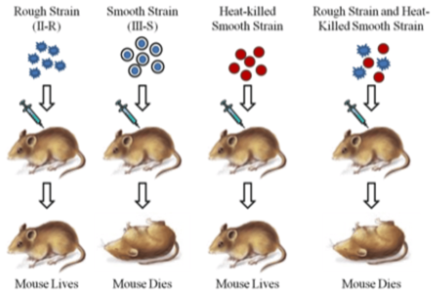 <p>- initial step in identifying DNA as the source of genetic information</p><p>- first observed by Griffith, who used bacterium that caused pneumonia</p><p>- found smooth and rough coat</p><p>- some substance is capable of genetically altering bacteria</p><p>- a heritable change in a cell/organism brought about by exogenous DNA</p><p>- heat kills IIIS cells, but unknown substance survives and is capable of transforming IIR cells into the virulent IIIS cells</p>