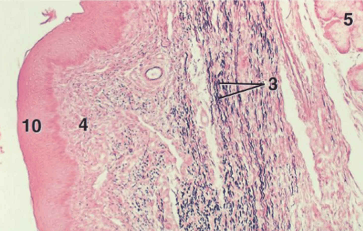 <p>- protective stratified squamous epithelium to withstand mechanical stress</p><p>- involved in swallowing</p>
