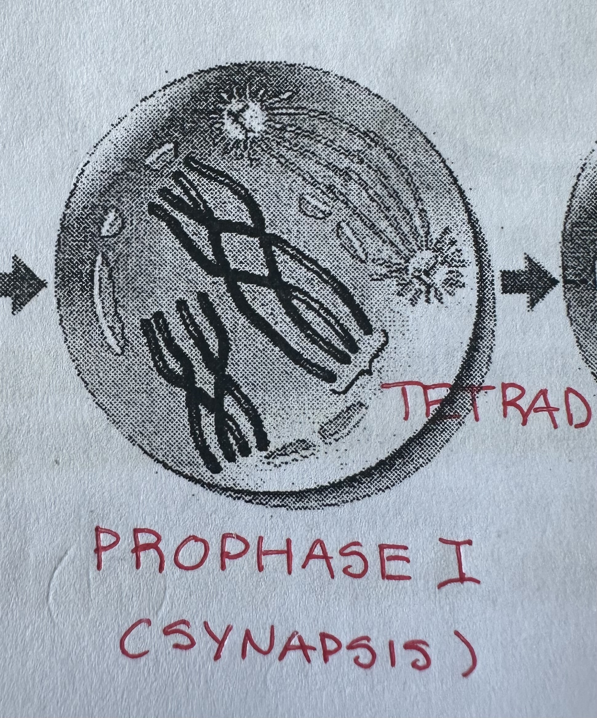 <p>Chromatin → chromosomes</p><p>Spindle fibers appear</p><p>Nucleoli breakdown</p><p>By end:</p><p>Nuclear membrane gone, <strong><u>synapsis</u></strong> occurs and <strong><u>tetrads</u></strong> visible</p>