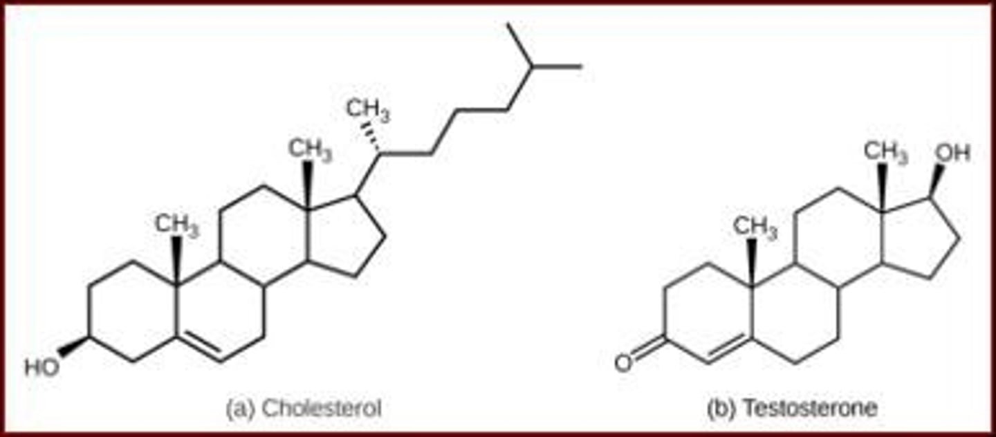 <p>Cholesterol, including sex steroids like testosterone and corticosteroids like cortisol.</p>