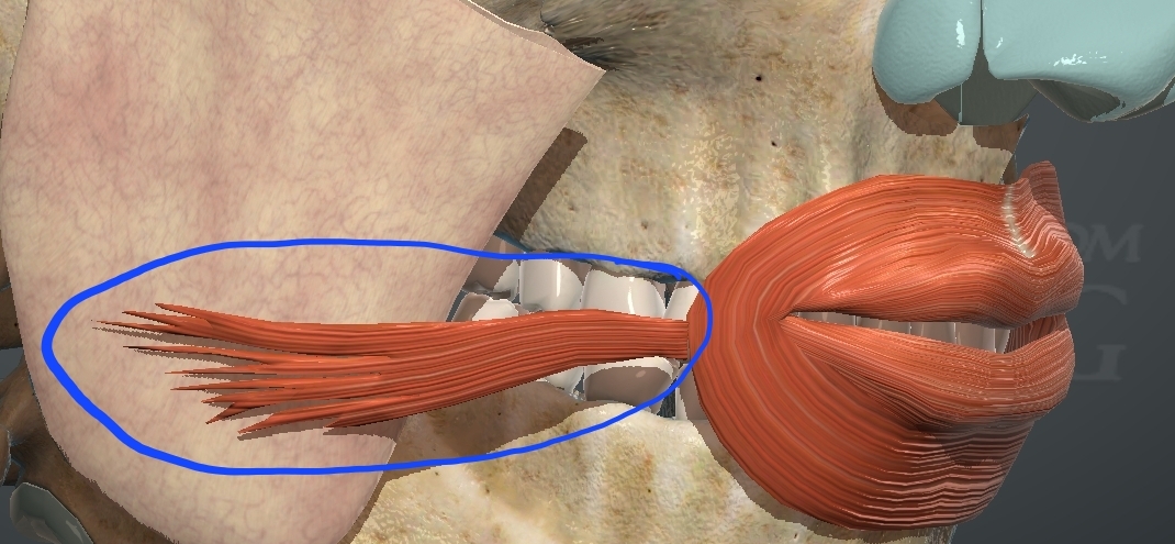 <p>What is this muscle?</p>