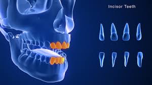 <p>incisor </p>