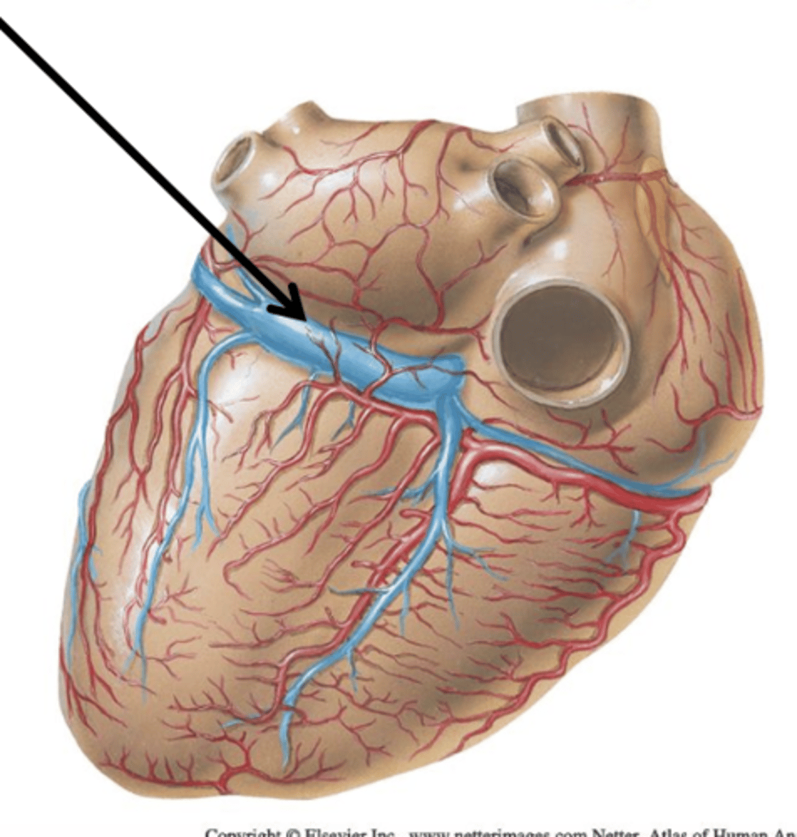 <p>All 3 major cardiac veins drain into ___ ___. It is a short, wide vessel that receives all 3 cardiac veins and empties directly into the right atrium.</p>