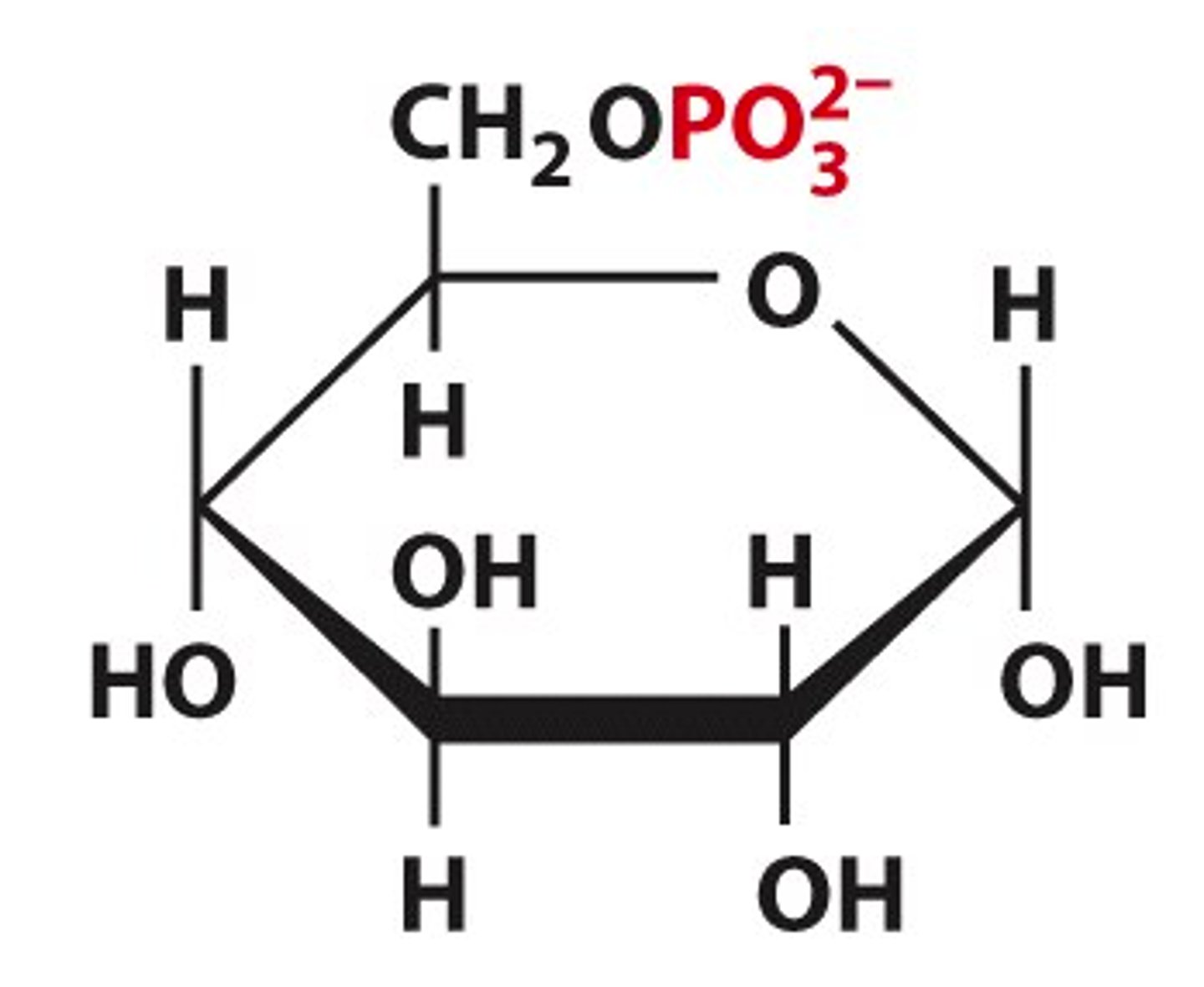 <p>Sugar phosphates</p>