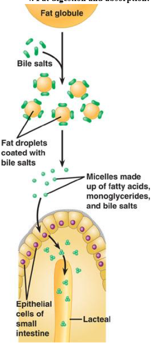 <p>Breaking up large fat globules into tiny droplets so they can mix with water and be more easily digested by enzymes. </p><p>Produces micelles, which are tiny spherical structures formed during fat digestion that help transport fatty acids and monoglycerides to the intestinal lining for absorption.</p>