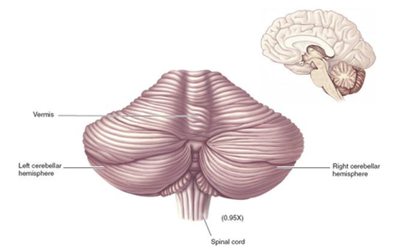 <p>saccadic undershooting</p><p>saccadic ipsipulsion</p><p>eso deviation</p><p>longer pursuit latency</p><p>-ipsilateral hypometria and mild contralateral hypermetria of saccades</p><p>-gaze is tonically deviated away from the lesion</p><p>-smooth pursuits are impaired for targets moving towards the side of the lesion</p>