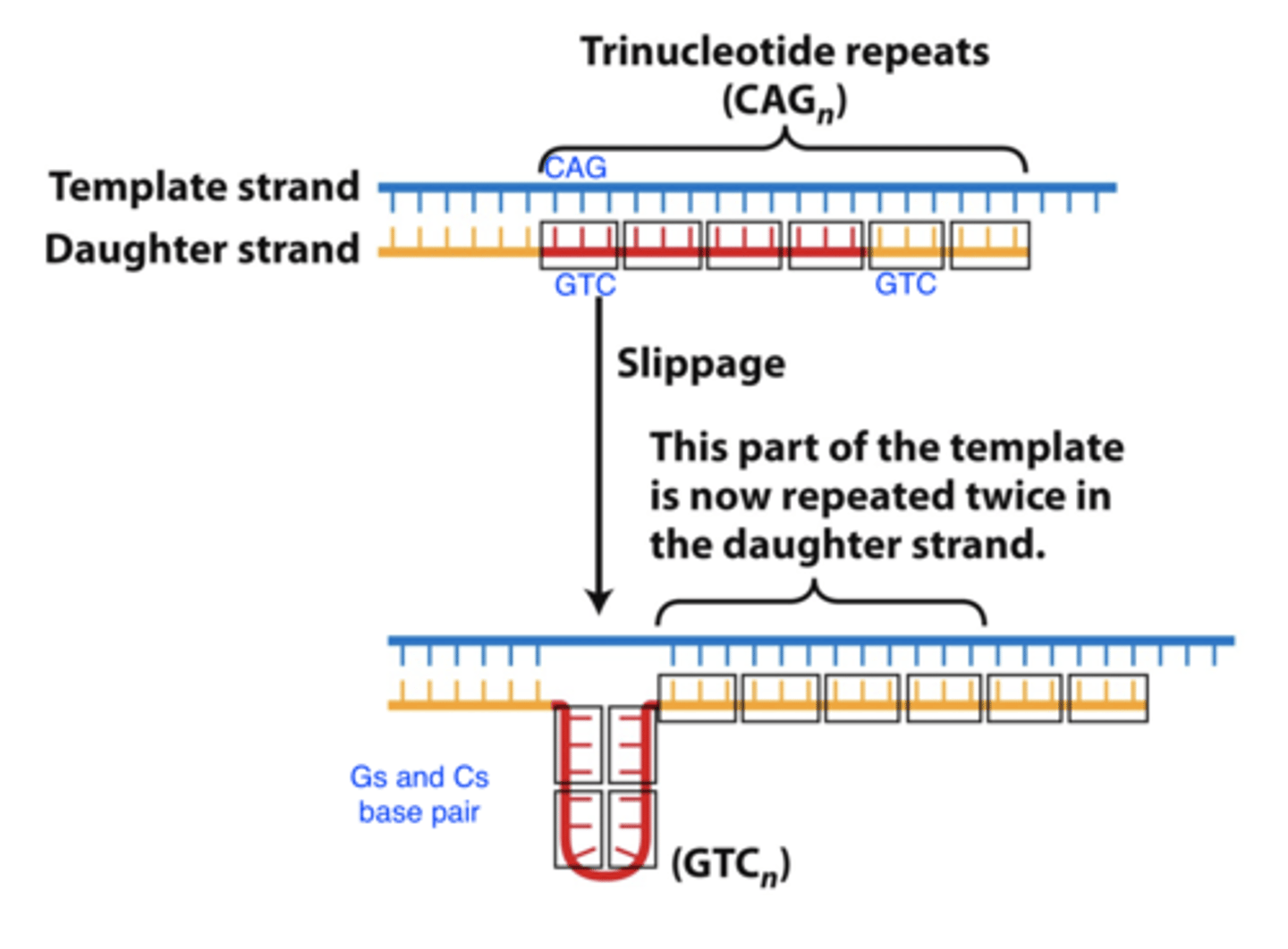 <p>- replication slippage at repetitive sequences causes <b>repeat expansions</b><br>-- in this example, leads to insertion of 4 GTC trinucleotides during replication</p>